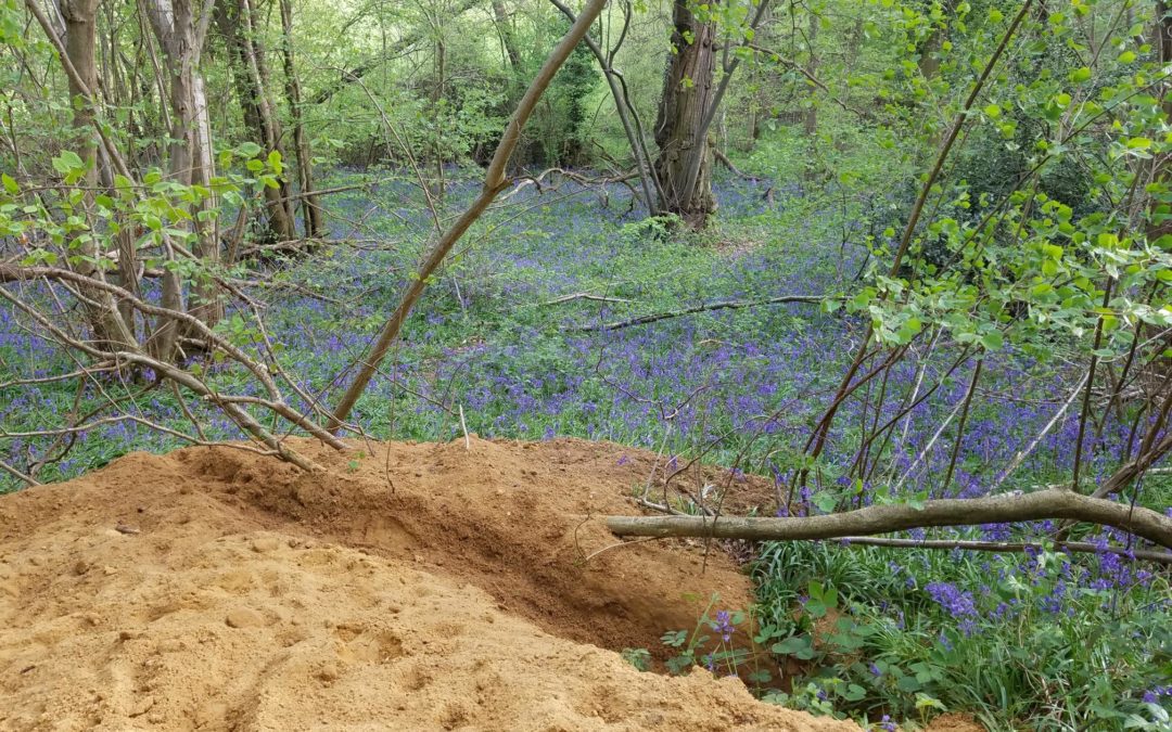 Badger set in the ancient wood