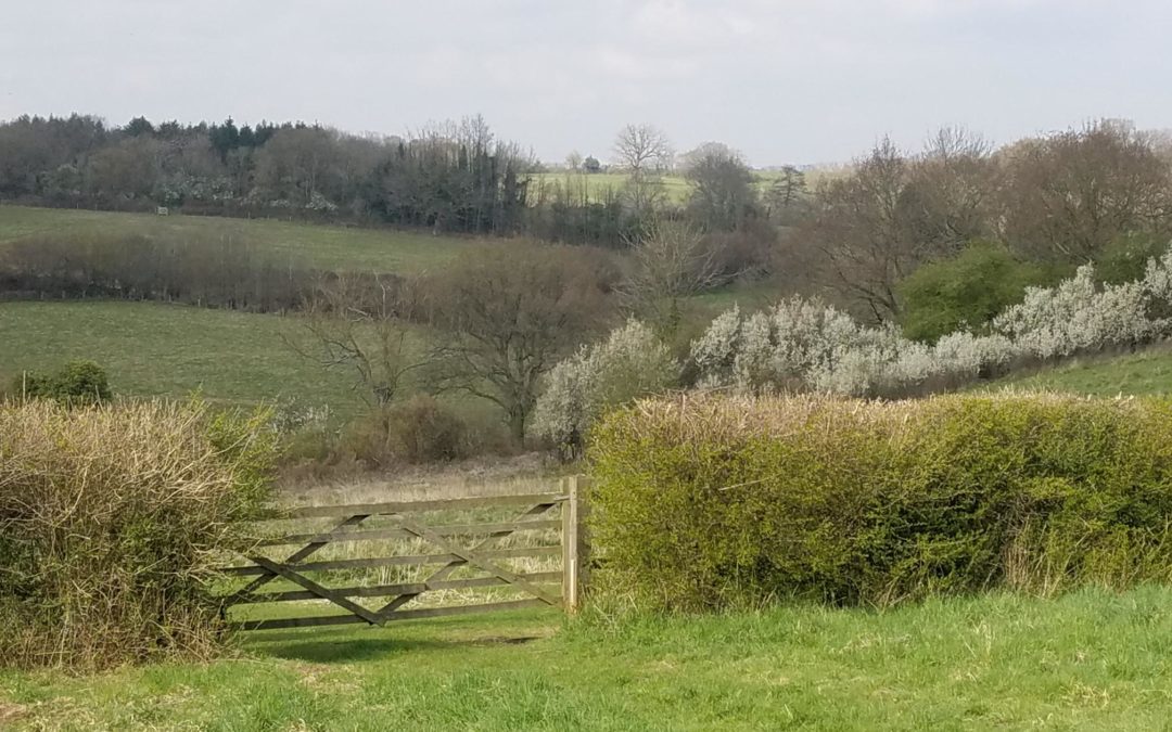 Listen to the nightingale!!