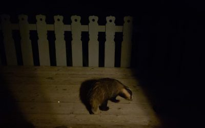 Mr Badger visits July 2021
